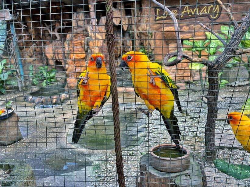 Kuala Lumpur: Bird Park Day Ticket & 1-Way Transfer - FAQ