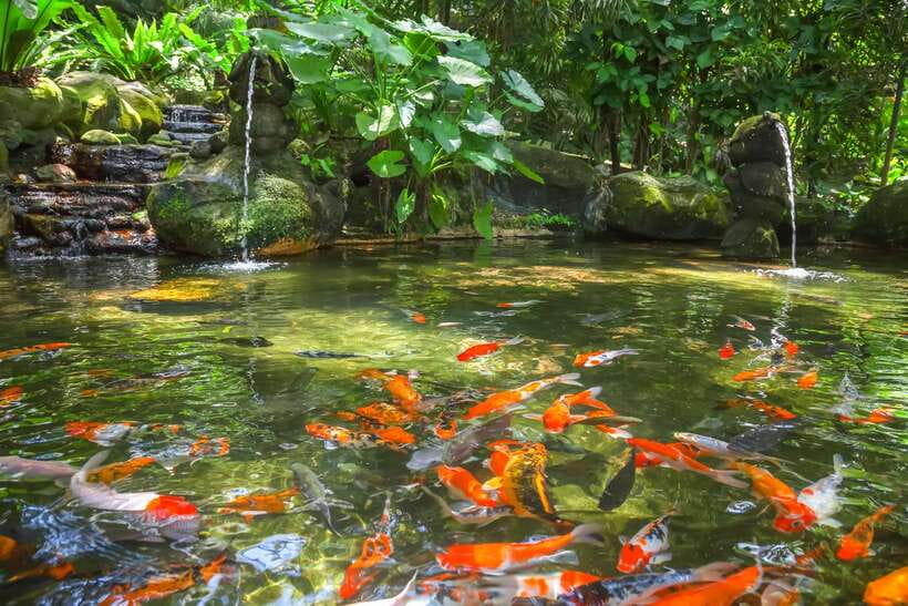 Kuala Lumpur: Bird Park Day Ticket & 1-Way Transfer - Why the experience works well for families