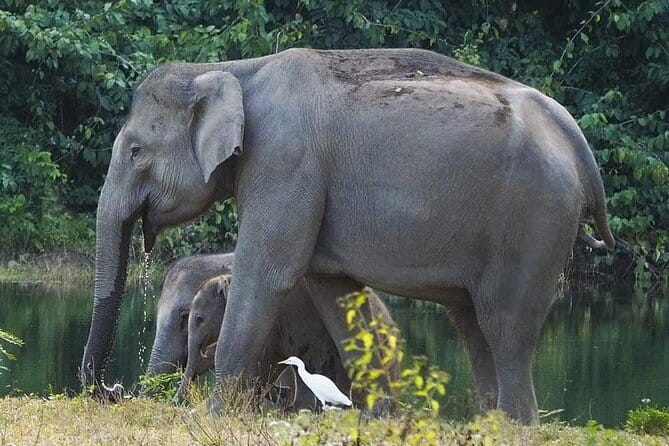 Kui Buri Wildlife Park & Community Living Beside Elephants - Who will enjoy this experience most?