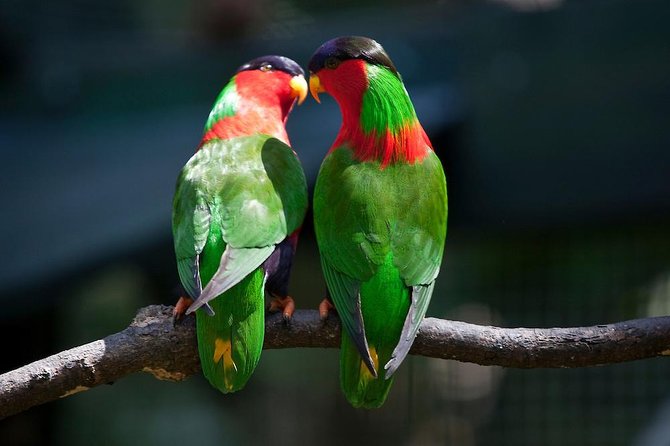 Kula Eco Bird Park ,Momi Gun Site And Market Tour Ex Marriott and Denarau resort - Two Sides of Fiji in One 4 to 6 Hour Outing