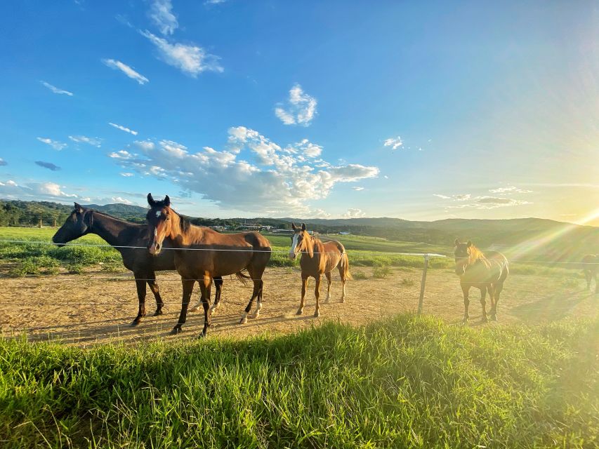 Kuranda: 60 minute Guided Horse Trail Ride & Petting Farm - My call: a good first ride with a useful farm setting