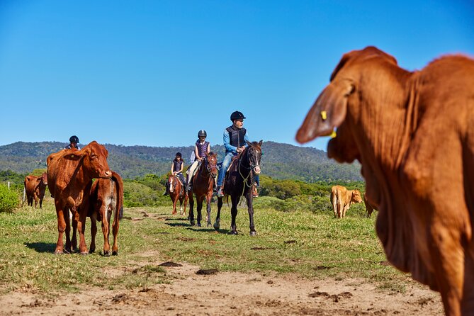Kuranda 60 minute Horse Trail Ride and Petting Farm - A closer look at the horses