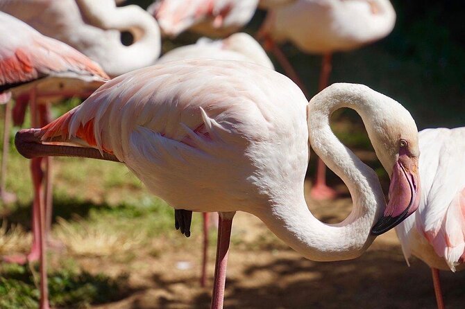 Lagos Zoo Admission Ticket - A smaller zoo near Lagos with a family focus