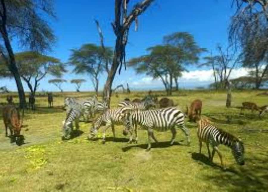Lake Naivasha Adventure: Crescent Island with Boat Safari - Key points to know before you go