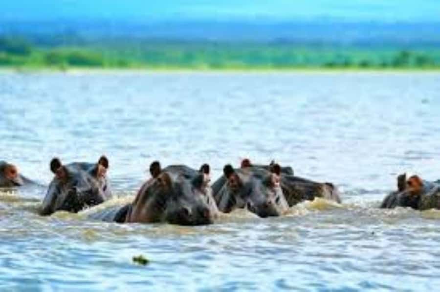 Lake Naivasha Adventure: Crescent Island with Boat Safari - Why the Crescent Island combination works