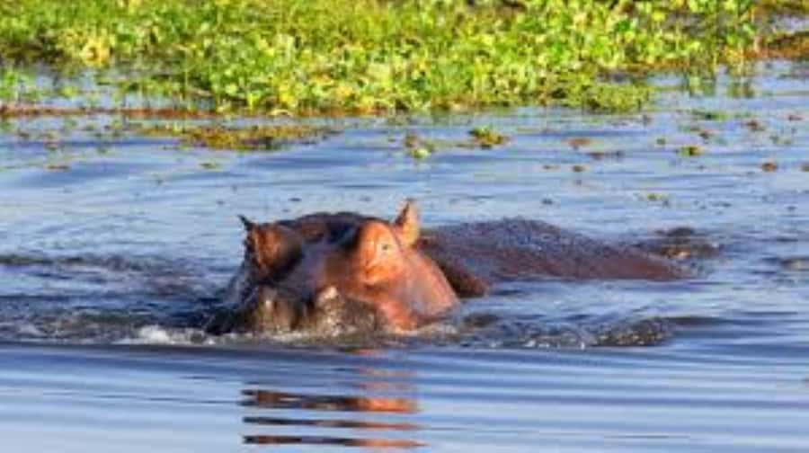 Lake Naivasha Adventure: Crescent Island with Boat Safari - Cruising Lake Naivasha by boat