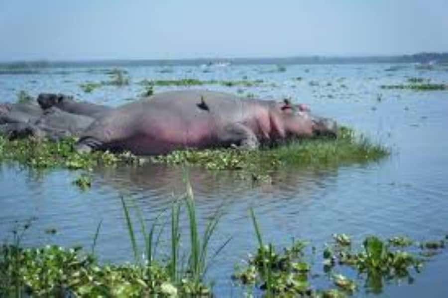 Lake Naivasha Adventure: Crescent Island with Boat Safari - Time, photography, and the pace of the day