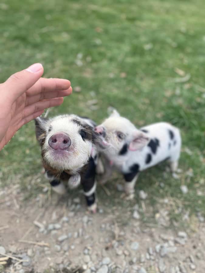 Lake Tekapo: Guided Petting Zoo Visit - Quick points to know