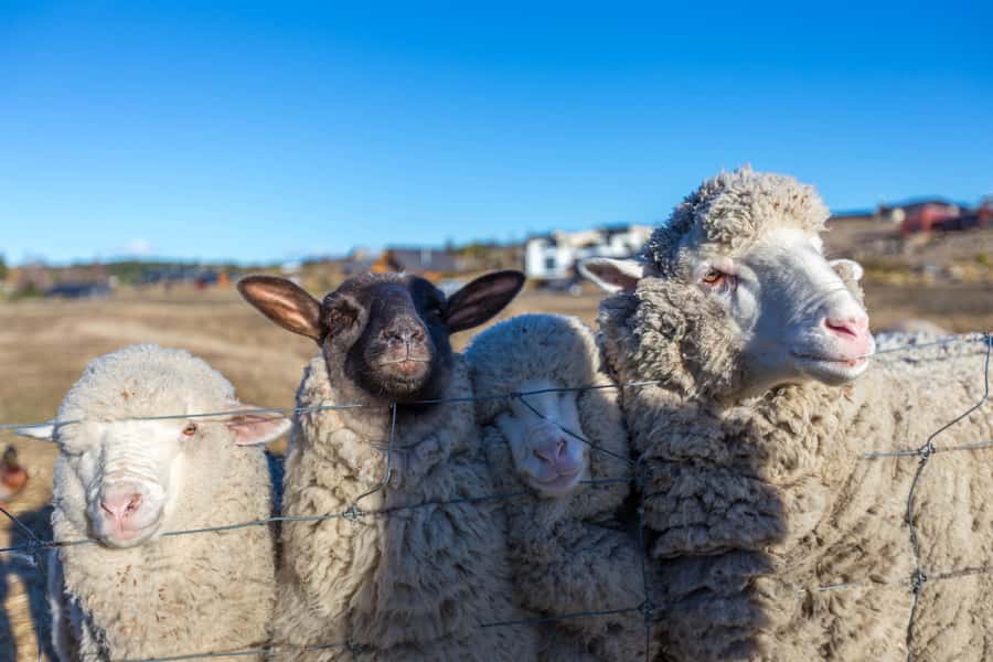 Lake Tekapo: Guided Petting Zoo Visit - Why this small Lake Tekapo activity works