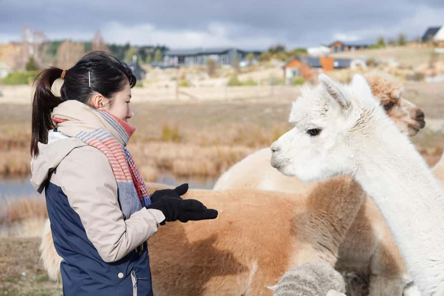 Lake Tekapo: Guided Petting Zoo Visit - The five-minute safety briefing