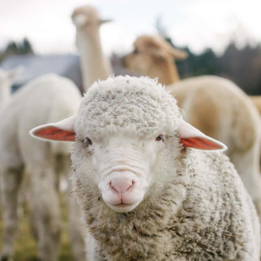 Lake Tekapo: Guided Petting Zoo Visit - Baby lamb season and bottle-feeding