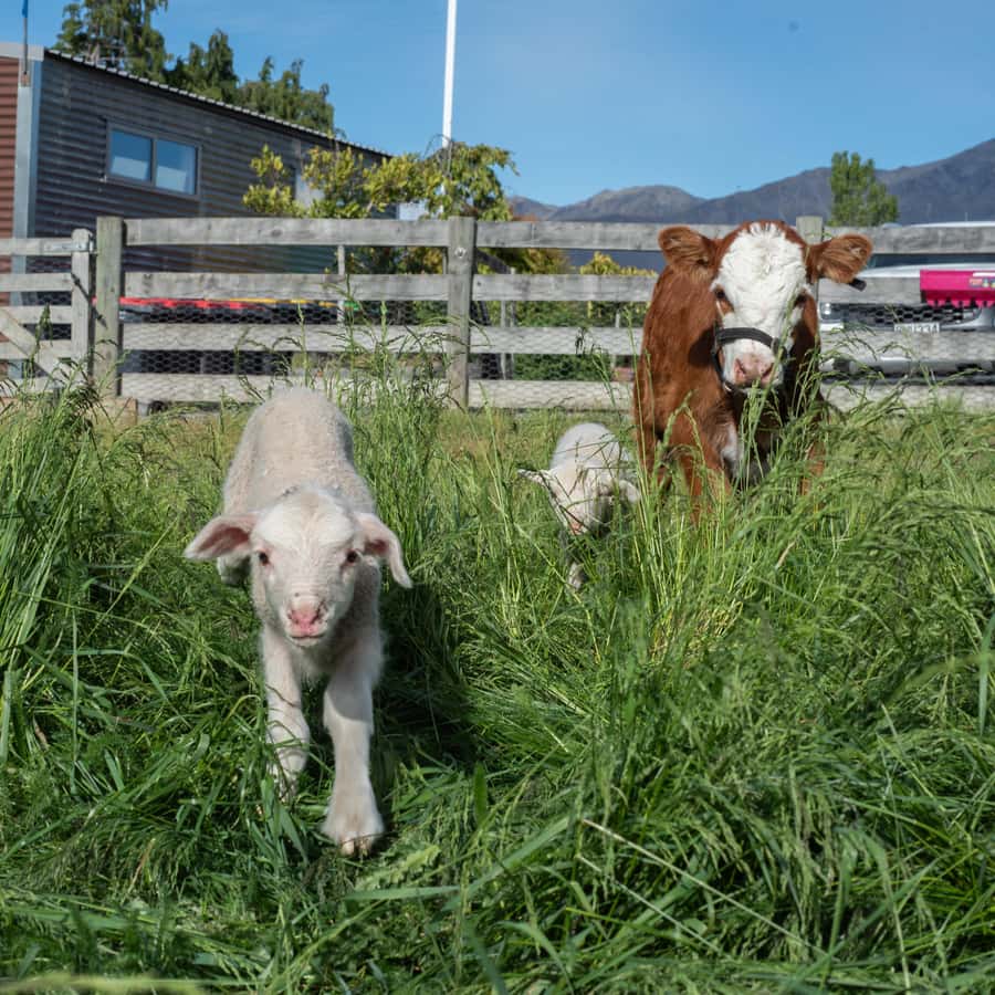 Lake Tekapo: Guided Petting Zoo Visit - What the $11 price really buys you