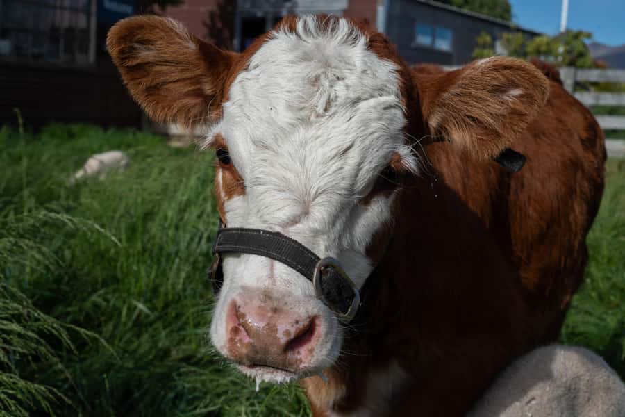 Lake Tekapo: Guided Petting Zoo Visit - Who should book this visit