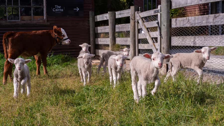 Lake Tekapo: Guided Petting Zoo Visit - Finding the zoo at The Cairns Alpine Resort