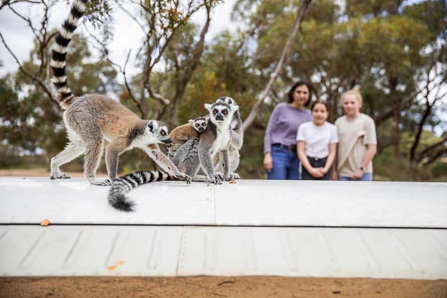 Land of the Lemurs Experience & a Day at Monarto Safari Park - Key points to know before you go