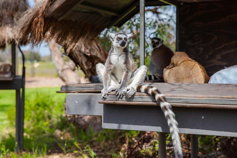Land of the Lemurs Experience & a Day at Monarto Safari Park - The one-hour route through the habitat