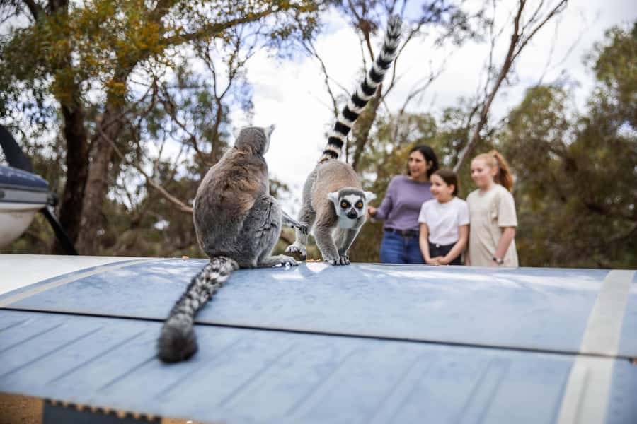 Land of the Lemurs Experience & a Day at Monarto Safari Park - A full day beyond the lemur habitat