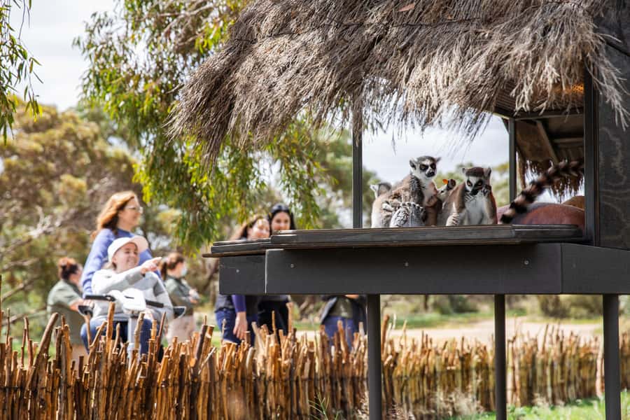 Land of the Lemurs Experience & a Day at Monarto Safari Park - Who will enjoy this experience most?