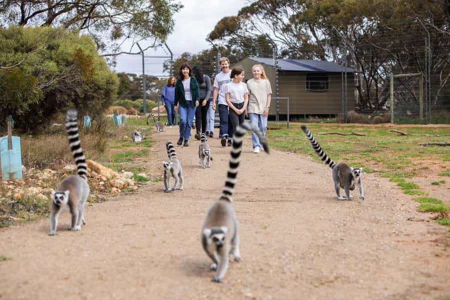 Land of the Lemurs Experience & a Day at Monarto Safari Park - Why the special access matters