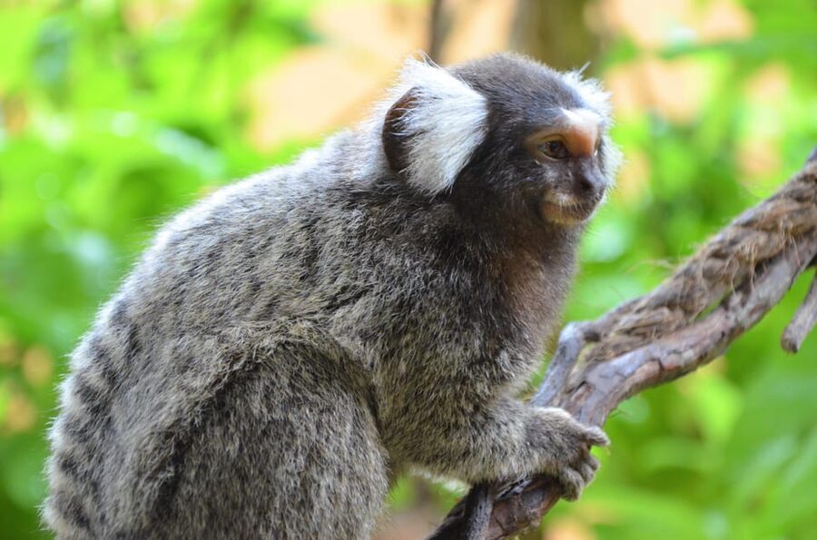 Langkawi: Wildlife Park Admission Ticket - How the park works for families