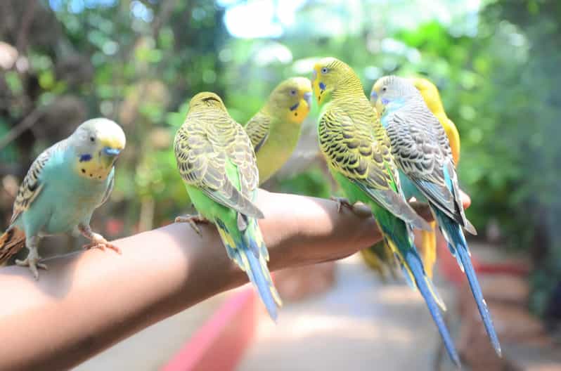 Langkawi: Wildlife Park Admission Ticket - Give the aviary enough time