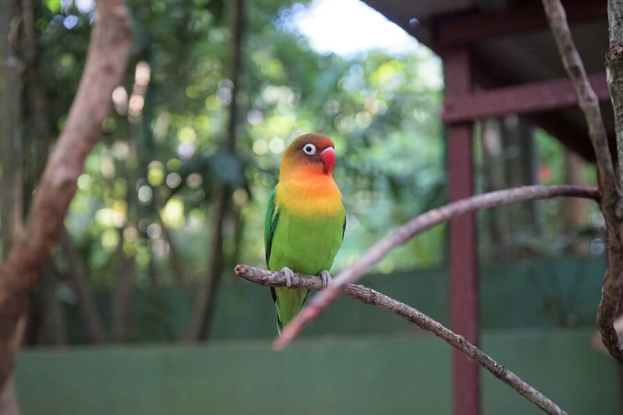 Langkawi: Wildlife Park Admission Ticket - Educational presentations add more than photo stops