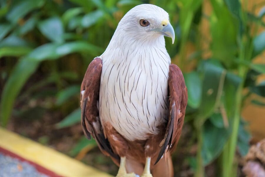 Langkawi: Wildlife Park Admission Ticket - Covered paths make the visit easier