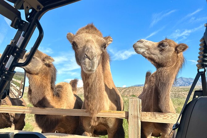 Las Vegas Guided UTV Safari and Zoo Tour - What the 2.5-hour schedule really gives you