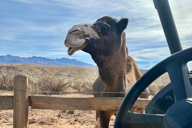 Las Vegas Guided UTV Safari and Zoo Tour - Practical planning for the 10:00 a.m. start