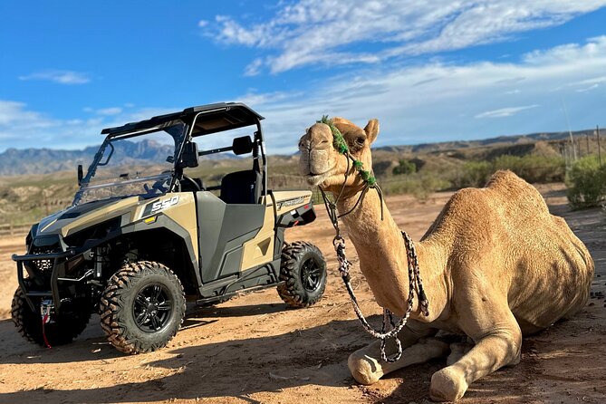 Las Vegas Guided UTV Safari and Zoo Tour - The camel encounter and photo opportunity
