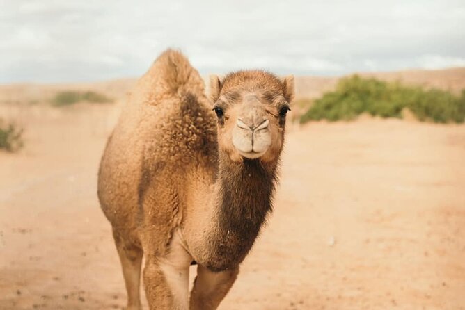 Las Vegas Safari Tram Ride and Zoo Tour at Camel Safari - Is $104 a fair price?
