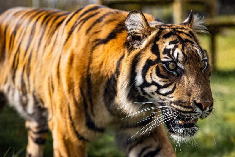 Leicestershire: Twycross Zoo Entry Ticket - What a day at Twycross Zoo feels like