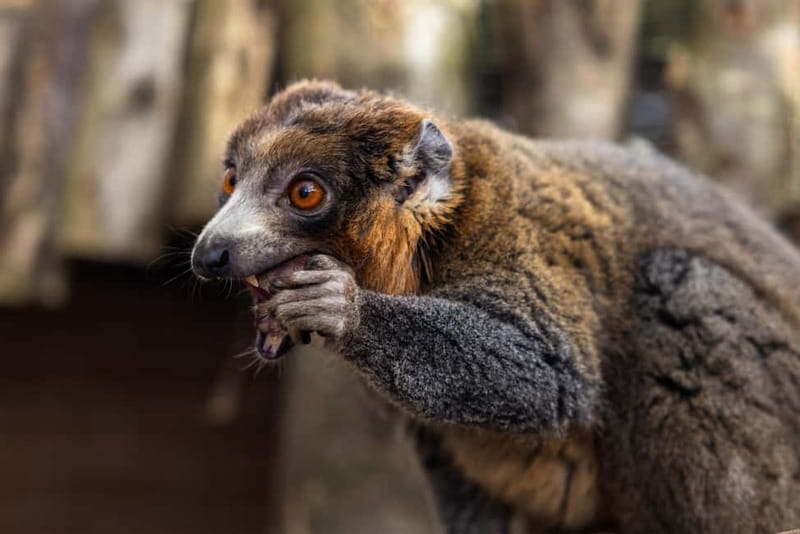 Leicestershire: Twycross Zoo Entry Ticket - Food stops and the practical side of lunch