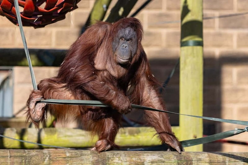 Leicestershire: Twycross Zoo Entry Ticket - Starting your visit and finding your way around