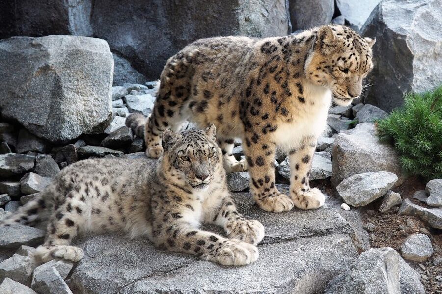 Leipzig: 1-Day Hop-On Hop-Off Bus and Leipzig Zoo Ticket - Key points to know before booking