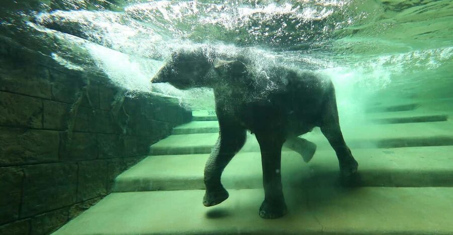 Leipzig Zoo: Entry Ticket - Key points to know before you go