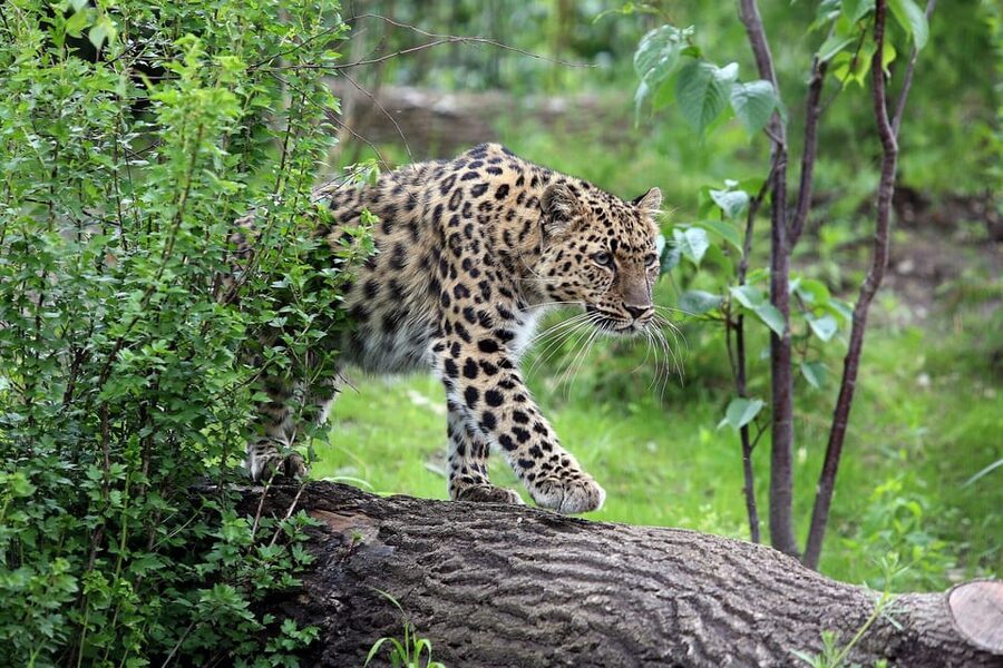 Leipzig Zoo: Entry Ticket - Pongoland and four species of great apes