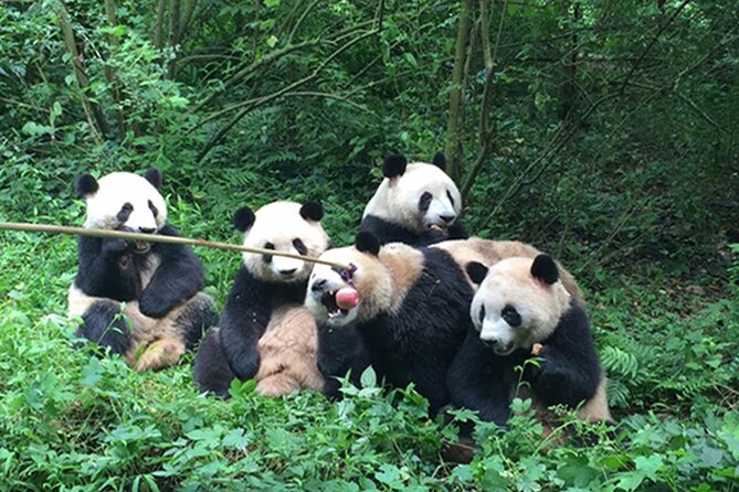 Leshan Buddha + Panda Base or Old Tea House Private Day Tour - Who should choose the panda option?