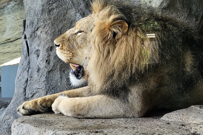 Lincoln Park Nature Museum & Zoo Private Walking Tour - Three Lincoln Park attractions in two well-planned hours
