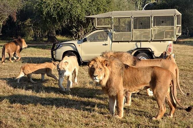 Lion and Safari Park tour.Pick up and drop off Privately - Key points to know before booking