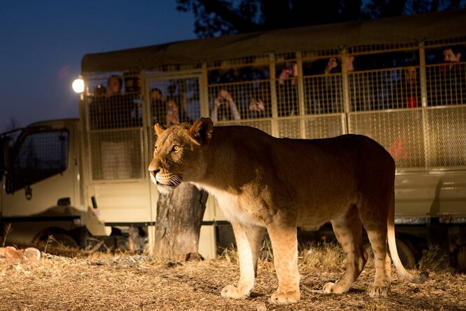 Lion and Safari Park tour.Pick up and drop off Privately - From Johannesburg streets to predator country