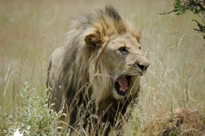 Lion and Safari Park tour.Pick up and drop off Privately - What the private vehicle adds