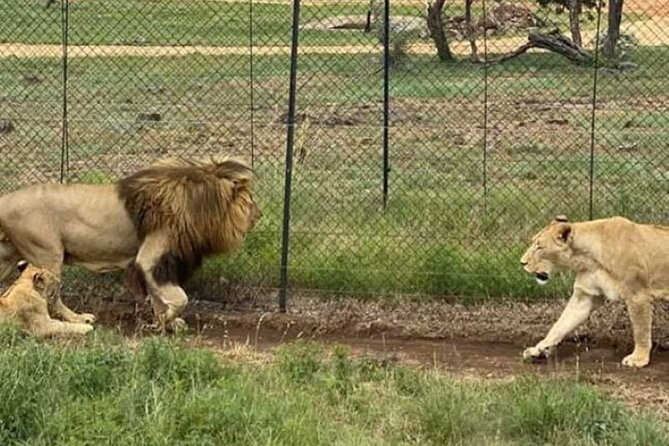Lion and Safari Park tour.Pick up and drop off Privately - Photography without rushing every sighting
