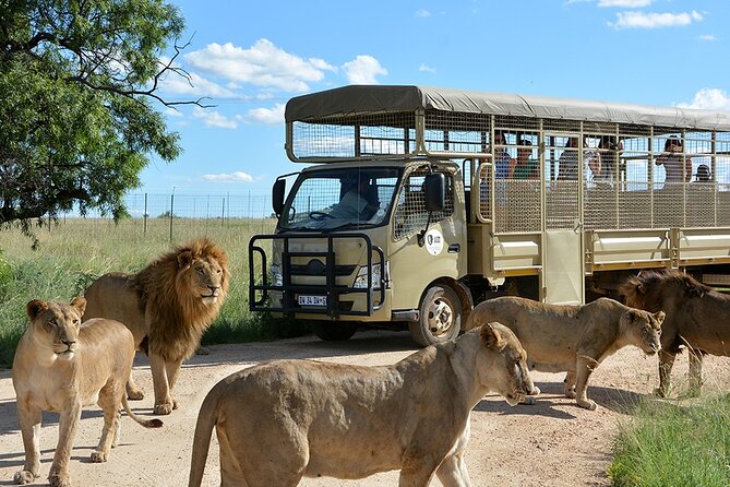 Lion & Safari Park - Why the Lion & Safari Park makes sense near Pretoria
