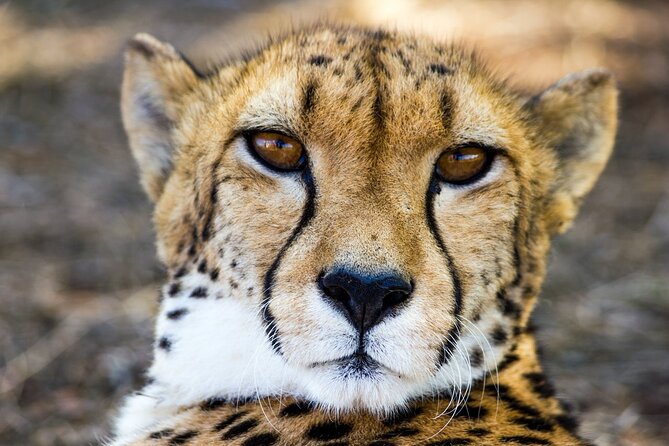 Lion & Safari Park - How much time should you allow?