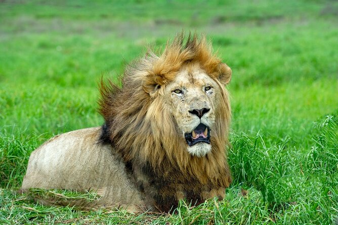 Lion & Safari Park - The guiding style and service