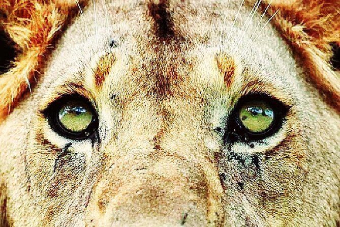 Lion safari park tour(Half-day) - Key points to know before booking