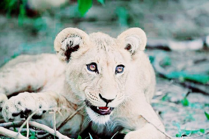 Lion safari park tour(Half-day) - A five-hour wildlife break from Johannesburg