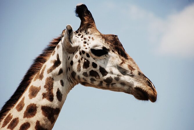 Lion & Safari Park - The drive to the park with Stephenson Adventures