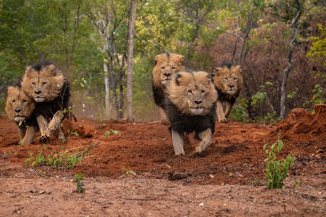 Lion & Wildlife Sanctuary Excursion Victoria Falls - What the three-hour schedule feels like